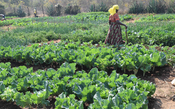 Nutrition gardens to empower women and the community of Rushinga at large, run by Caritas Chinhoyi