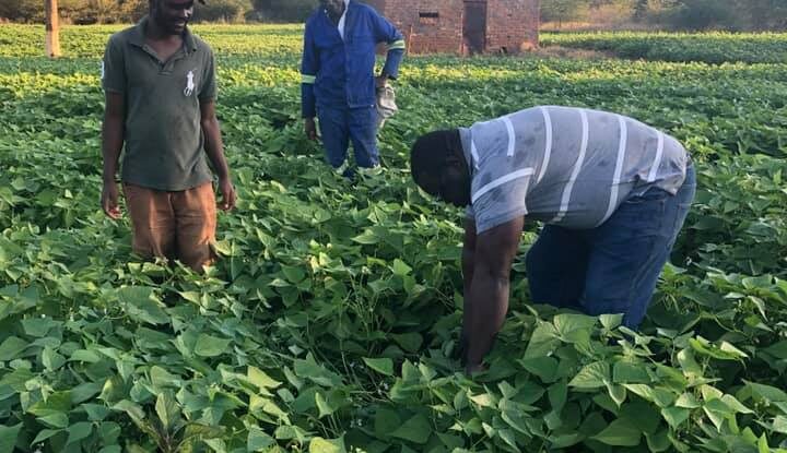 One of the sustainable farming projects at St. Rupert Mayer High School